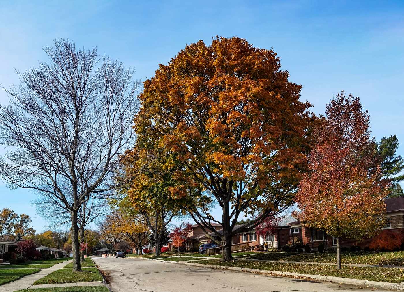 An East Sacramento street in autumn, the shade trees closing over the roadway