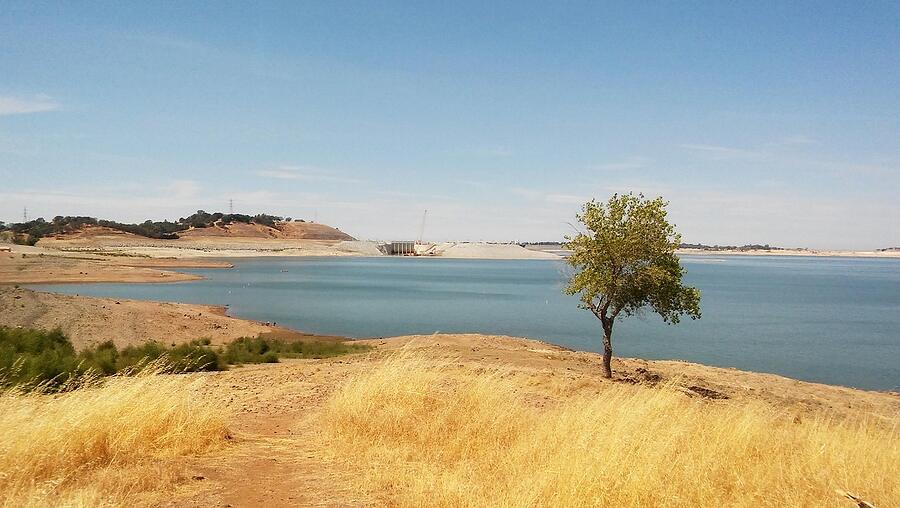 The shoreline of Folsom Lake with oaks along the bank