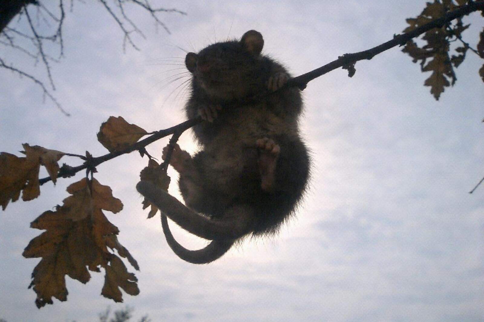 A roof rat gripping a thin tree branch, the route it takes onto a Sacramento roofline