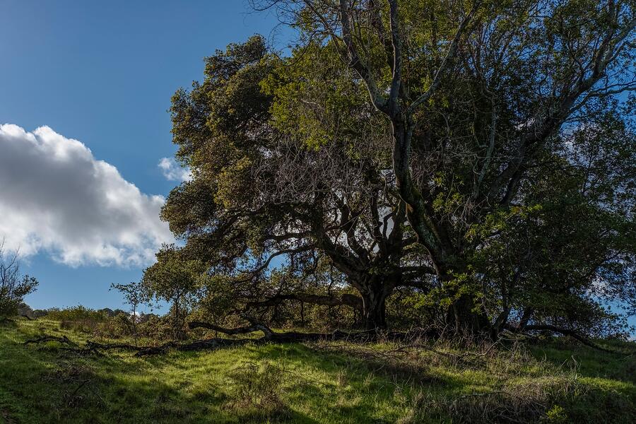 A spreading valley oak with heavy low limbs