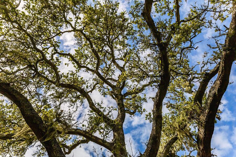 Tree branches reaching over the ridge of a house roof